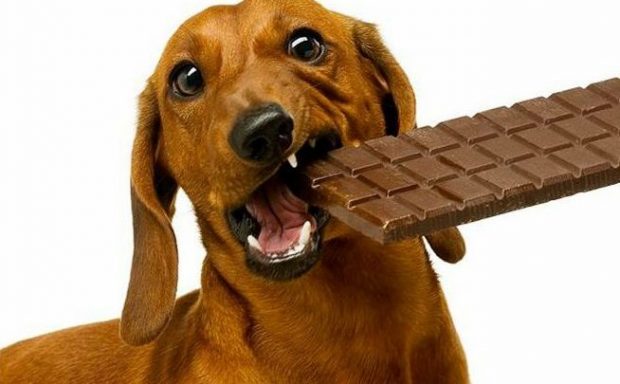 cane cioccolato