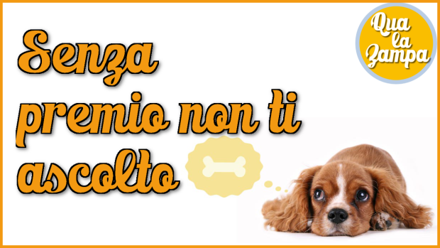 perché senza biscotto i cani non ascoltano