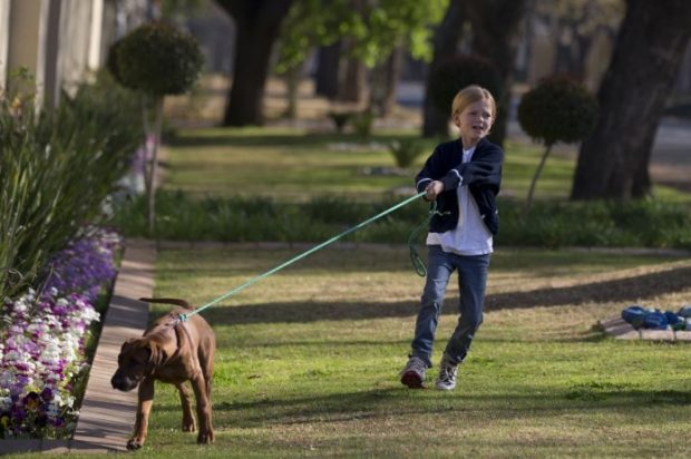 cane tira guinzaglio