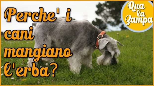 cane mangia erba