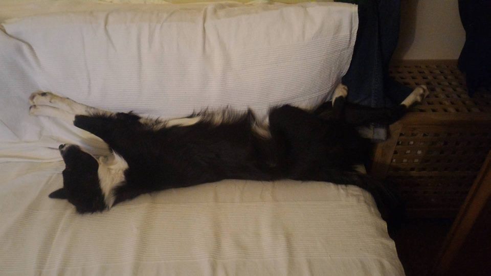 Cani sul divano - Maya