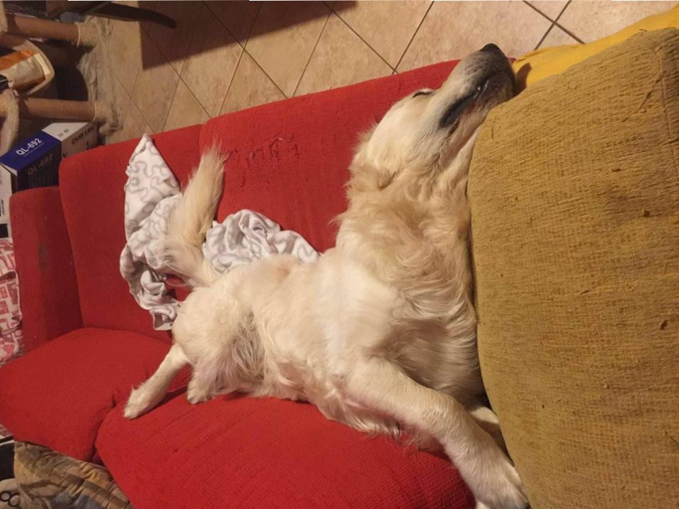 Cani sul divano - Zeus