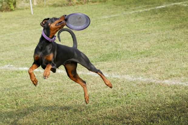 cane disc dog