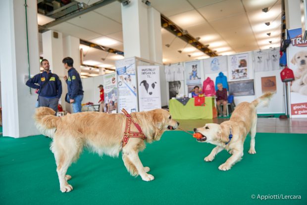 aTuttaCoda fiera cani torino