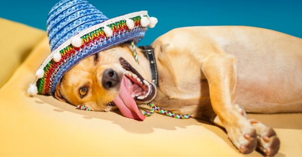 cane soffre caldo