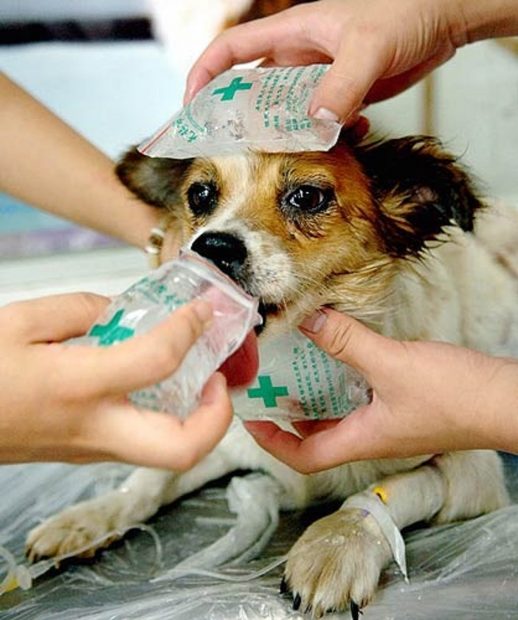 cane colpo di calore