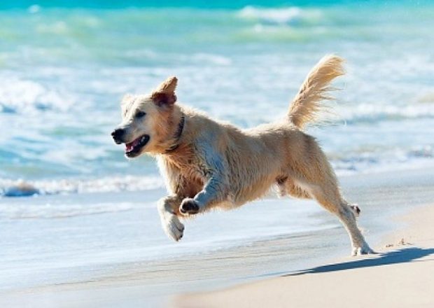 cane corre spiaggia mare
