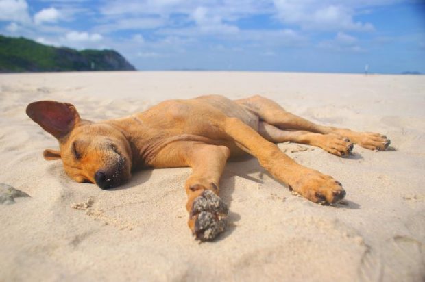 cane dorme spiaggia