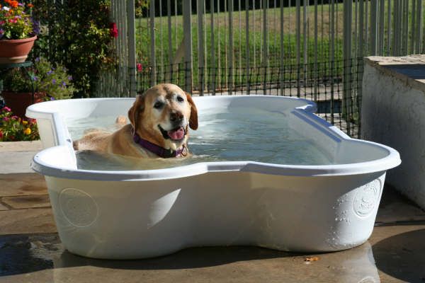 cani piscina caldo