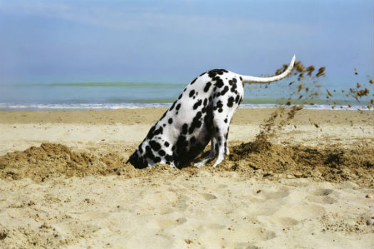 cane scava buca spiaggia