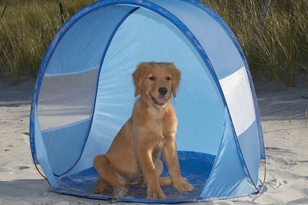 cane tenda spiaggia