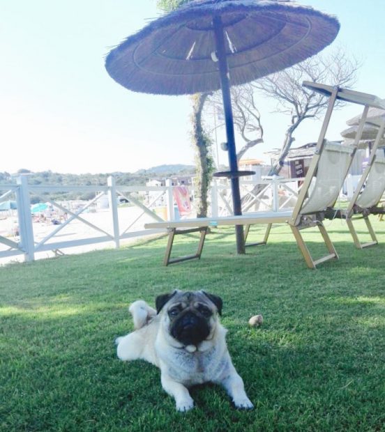 magic on the beach sardegna spiaggia cani