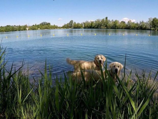 spiaggia cani