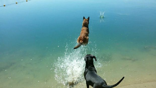 spiaggia cani lombardia