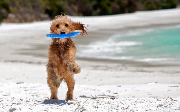 spiaggia cane italia