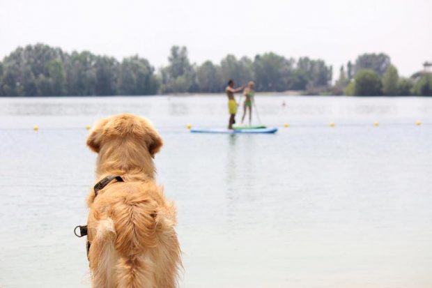 spiagge cani lombardia