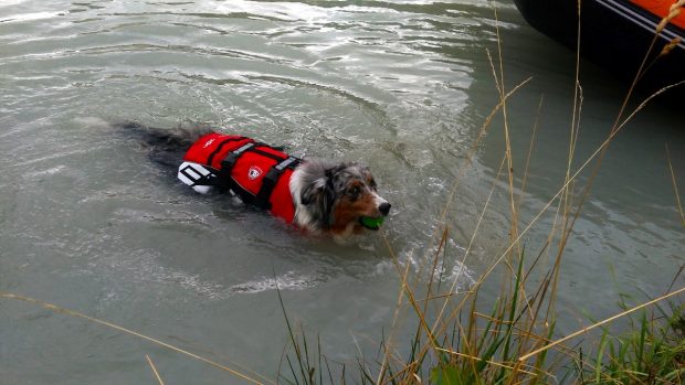 cane bagno lago montagna petvillage 4