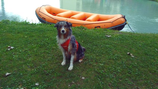 cane bagno lago montagna petvillage