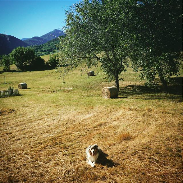 cane in montagna