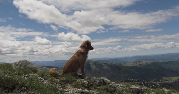 cane in montagna vacanza