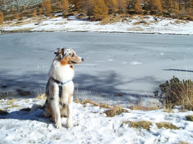 cane in vacanza montagna