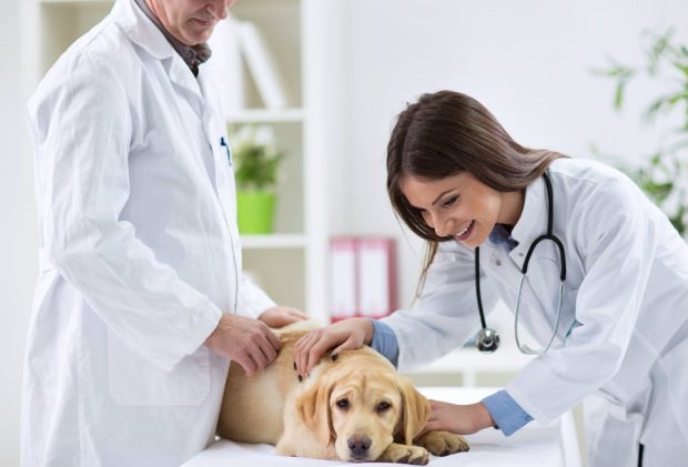 veterinario cane pulci