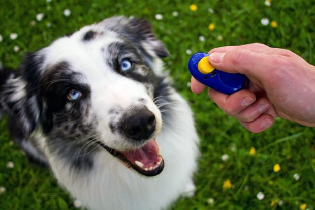 cane clicker training addestramento 2