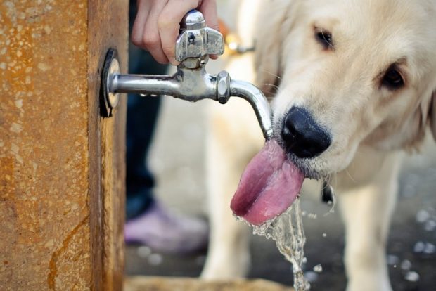 cane diabete acqua
