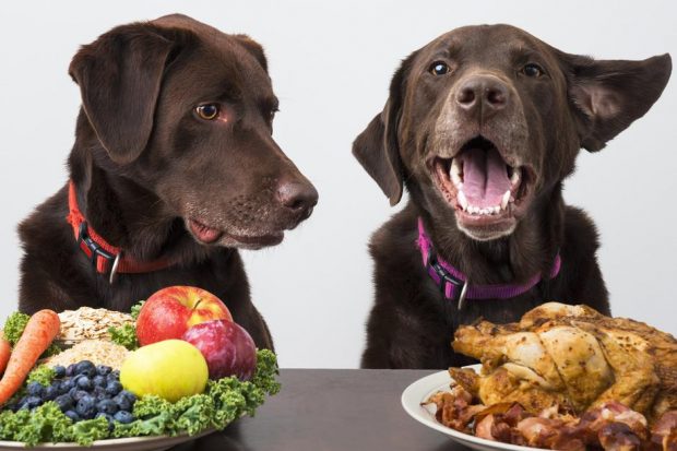 cane diabete alimentazione