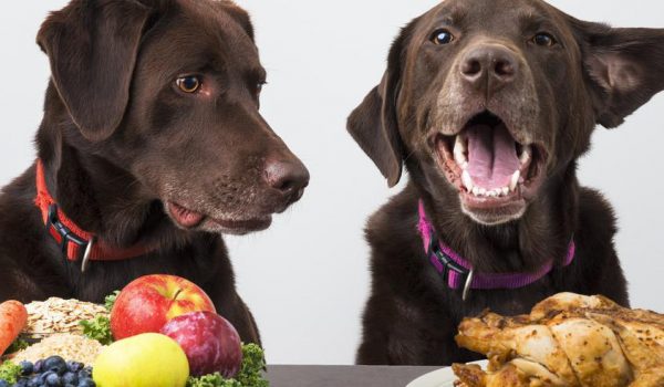 cane diabete alimentazione