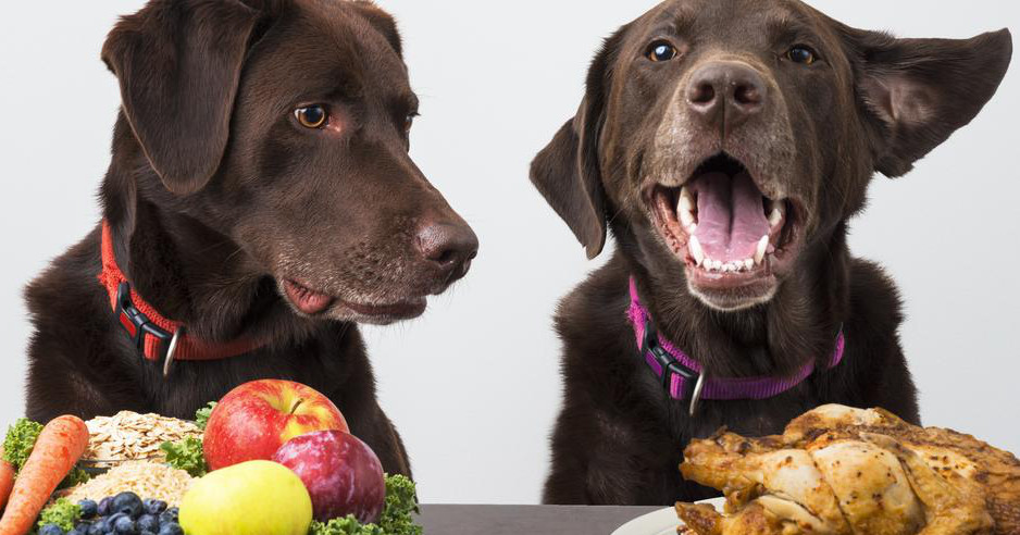 cane diabete alimentazione