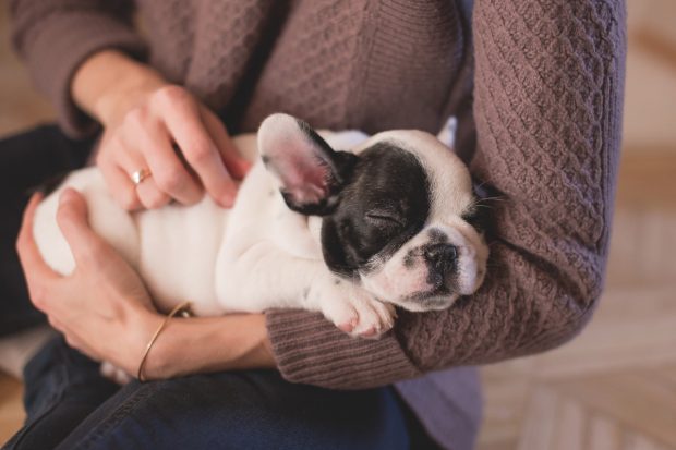 cane donna coccole