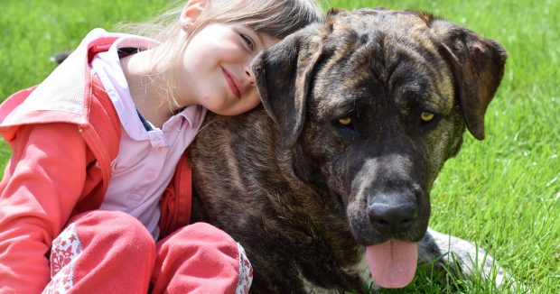 cane grande bambina contatto