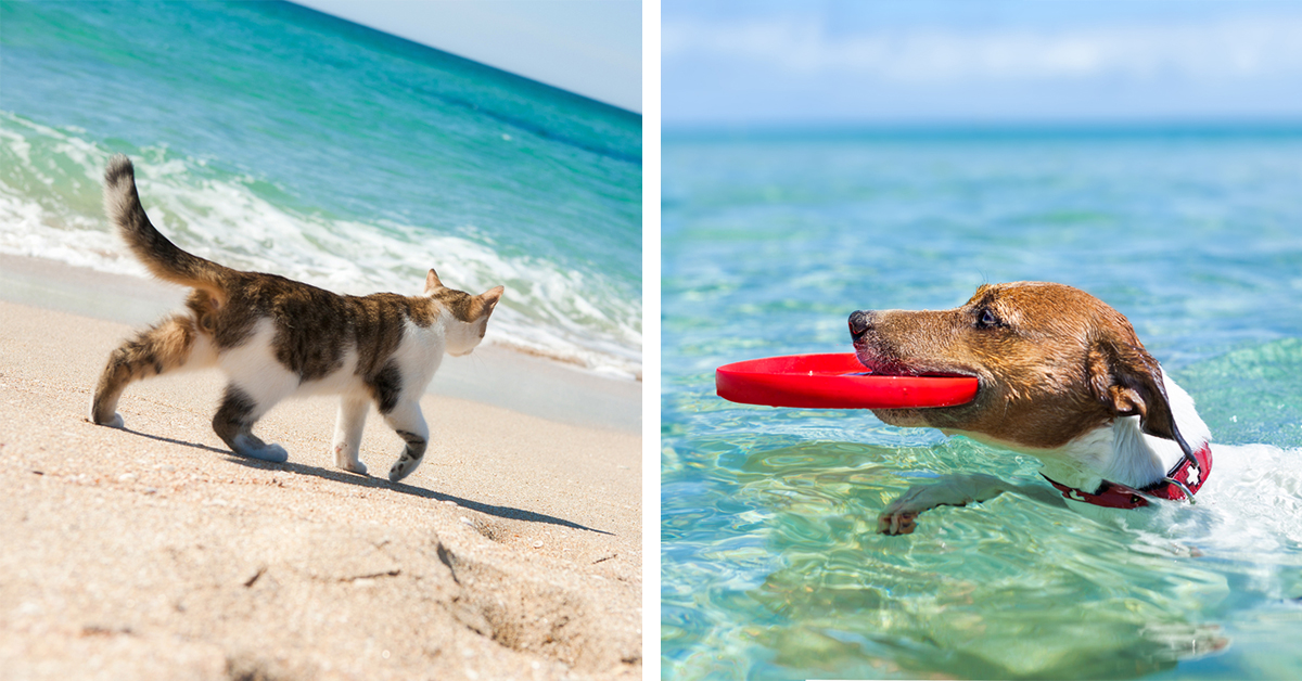 cani e gatti vacanza