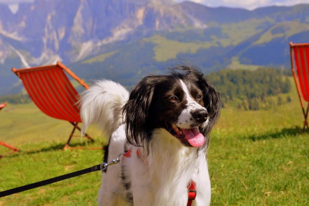 cane felice montagna