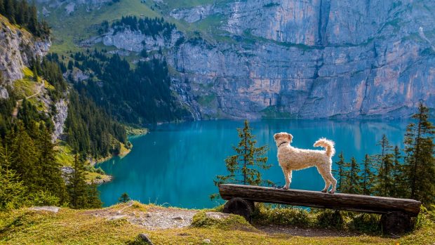 cane lago montagna