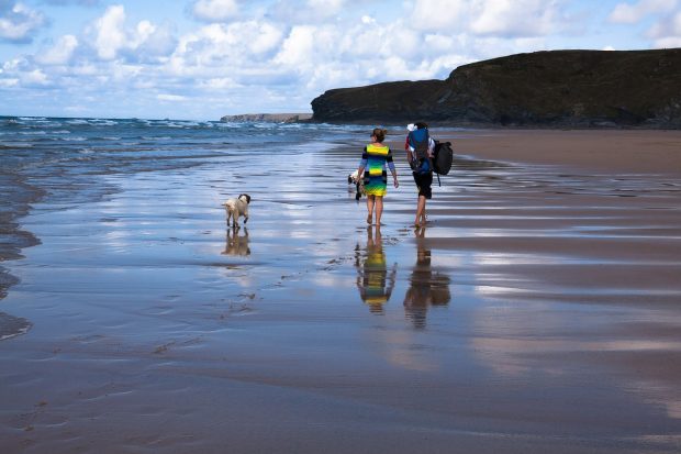 cane mare spiaggia