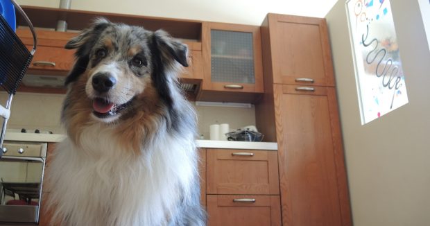 airbnb vacanza cane
