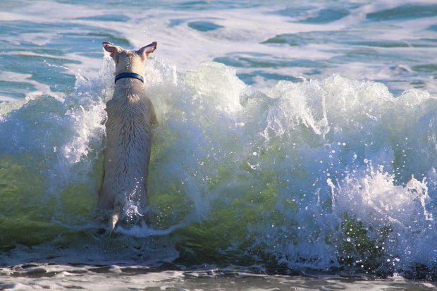 cane acqua mare