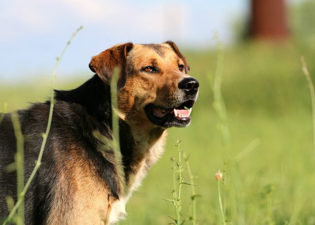 cane natura passeggiata