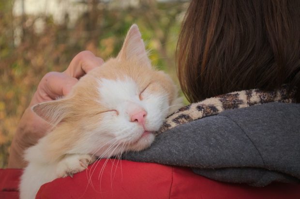 gatto coccole