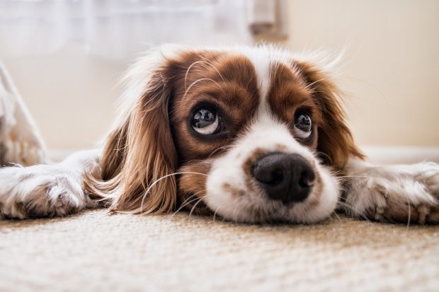 cane stress cavalier