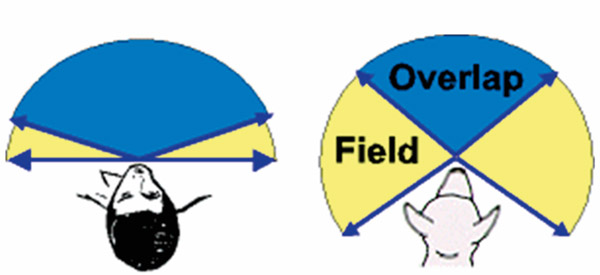 campo visivo cane