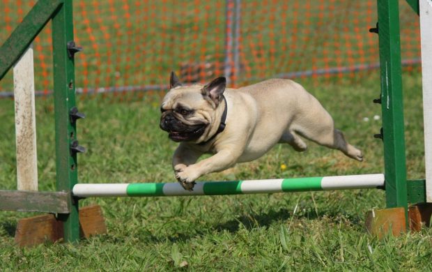 cane bouledogue francese sport agility