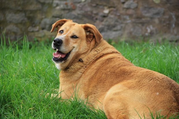 cane grasso ciccione