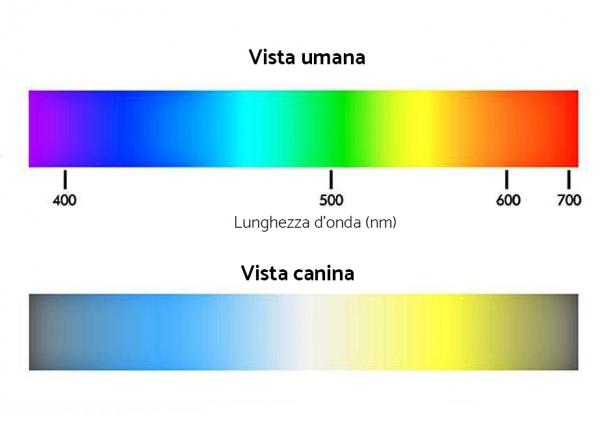 vista cane uomo colori