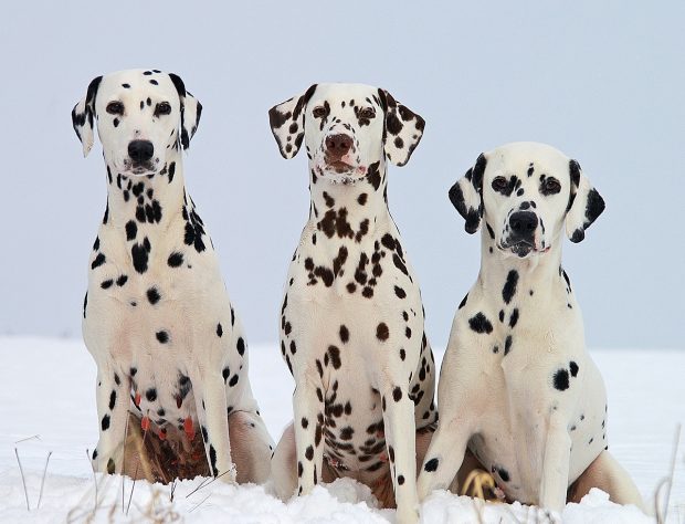 cani dalmata carica 101