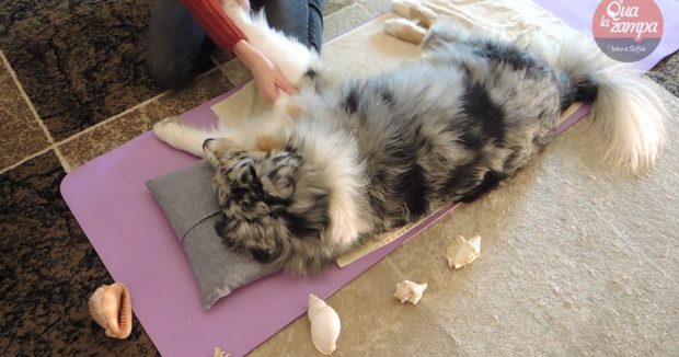 massaggio cane regalo natale monge fb