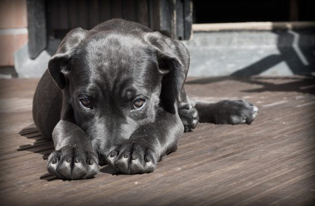 cane triste cucciolo stress