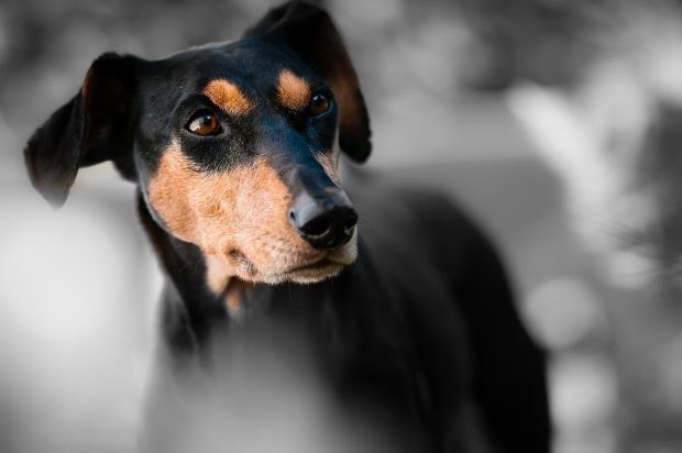 cane pinscher stress